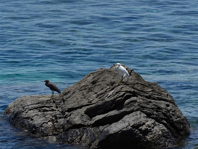 NTM,Pacific Reef Heron